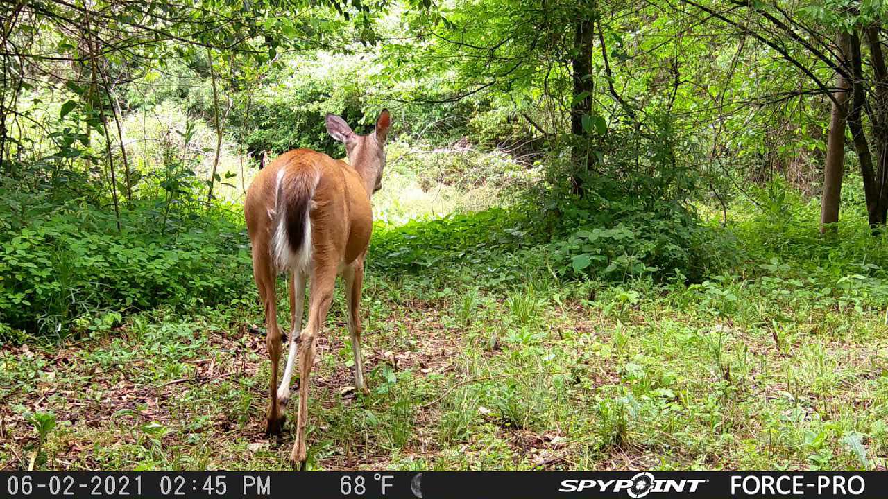 Spypoint LM2 cellular wildlife camera - Image 4